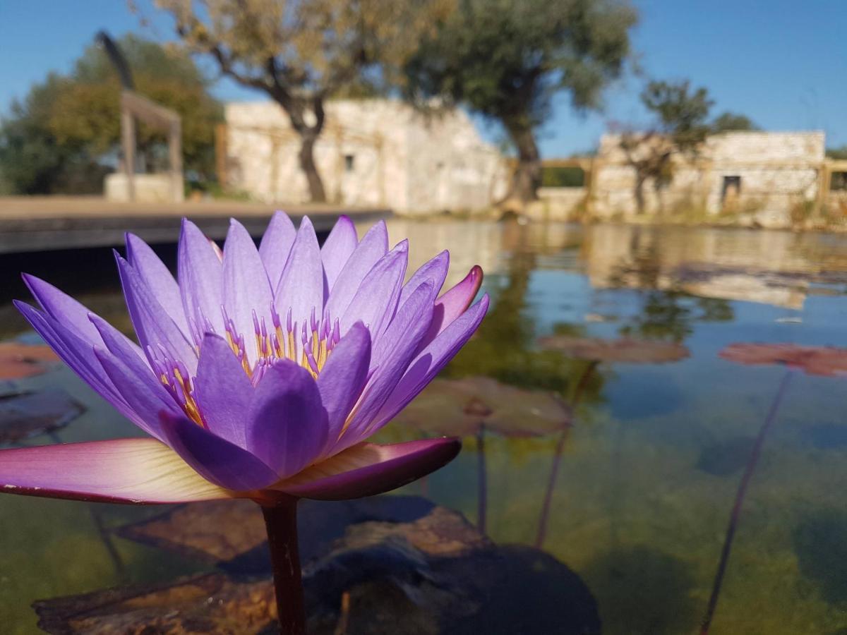 Il Fiore Della Vita Trulli Country House Конверсано Екстериор снимка